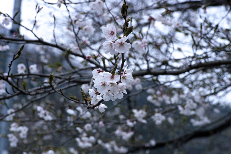 雨上がりの桜